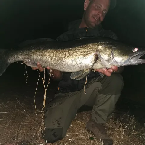Zander