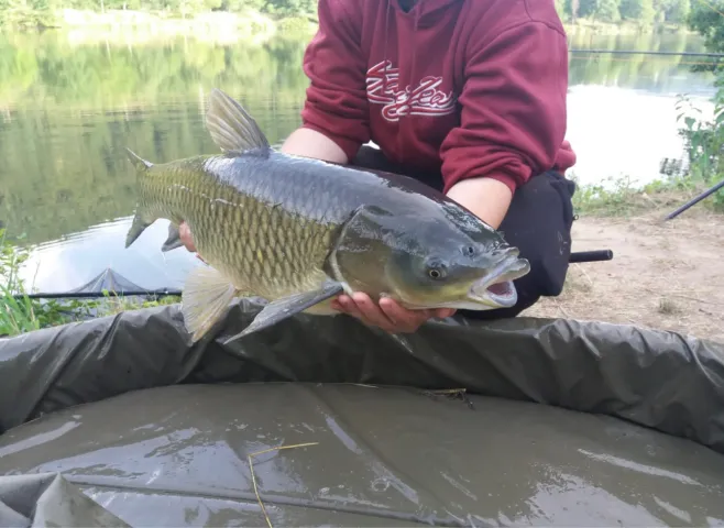 Graskarpfen