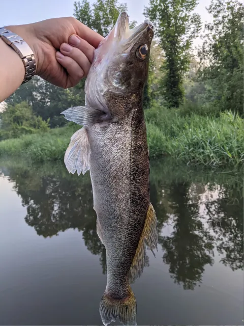 Zander
