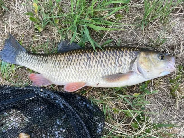 Döbel