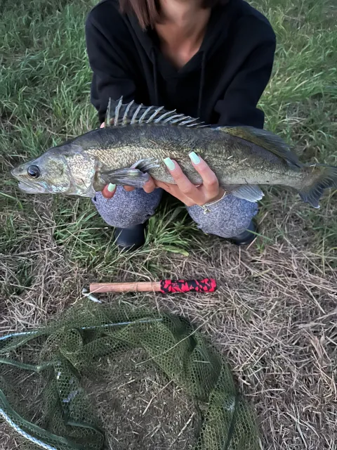 Zander