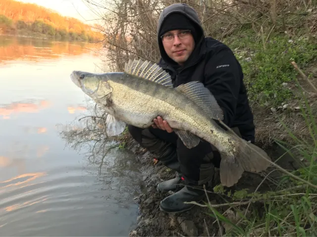 Zander