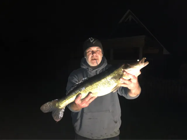 Zander