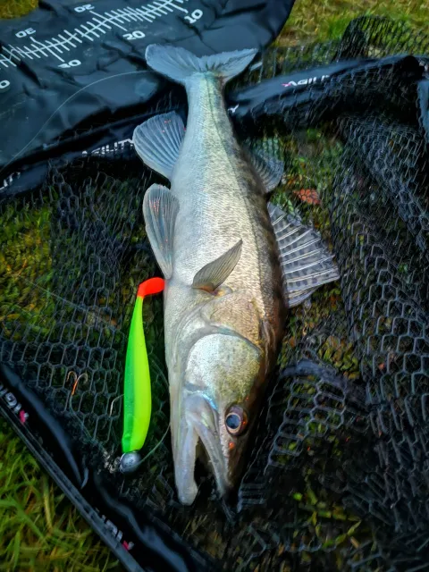 Zander