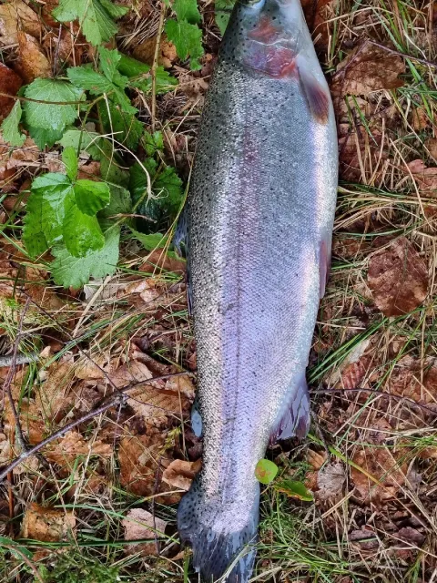 Regenbogenforelle