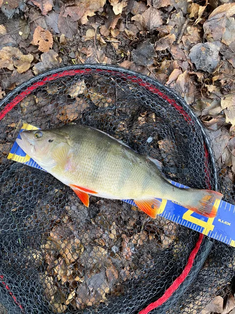 Flussbarsch