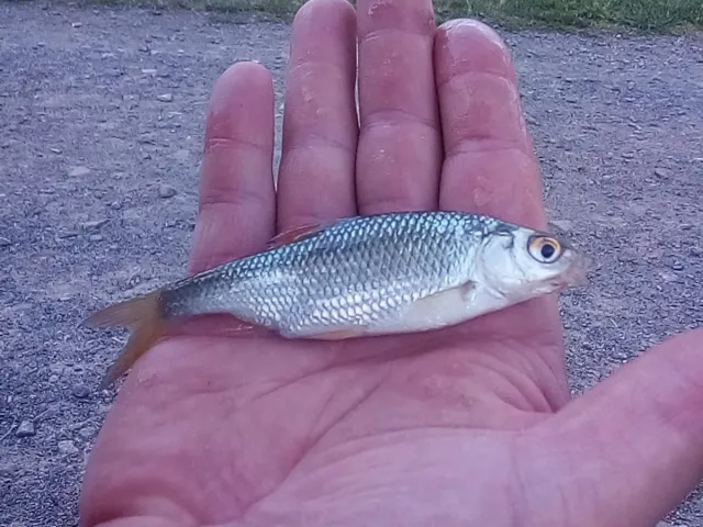 Rotauge