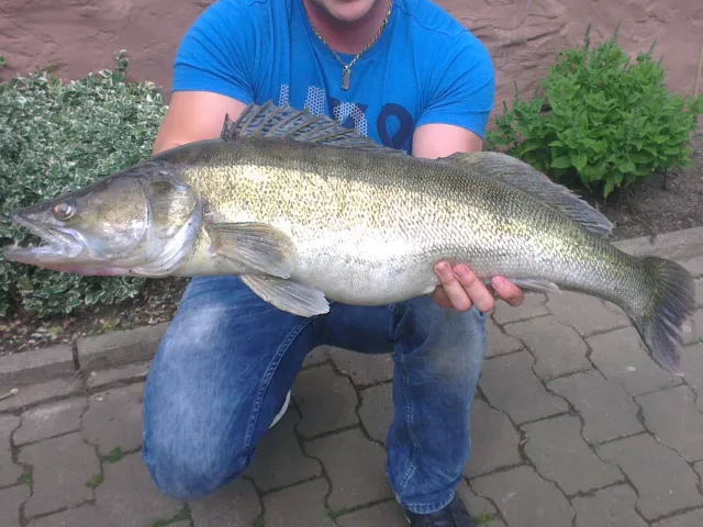 Zander