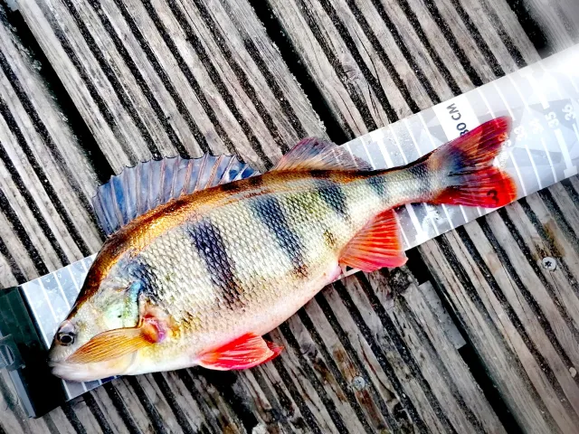 Flussbarsch