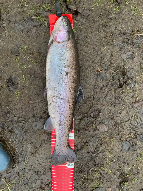 Regenbogenforelle