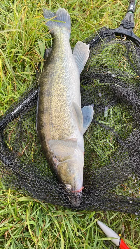 Zander