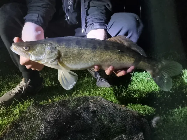 Zander