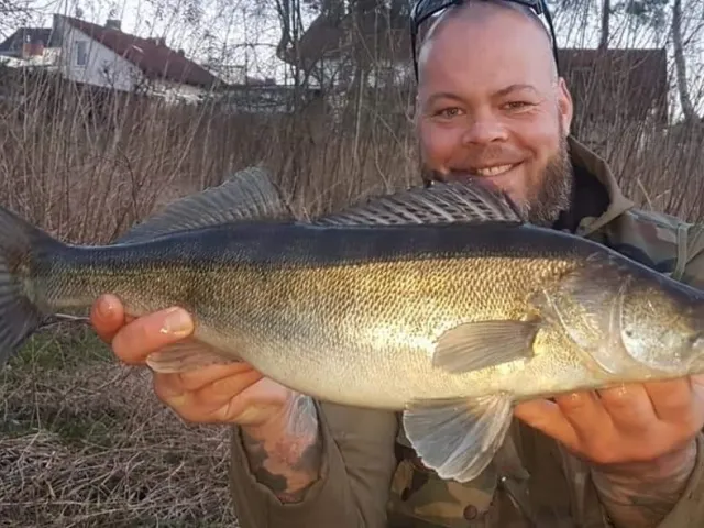 Zander