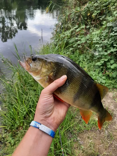 Flussbarsch