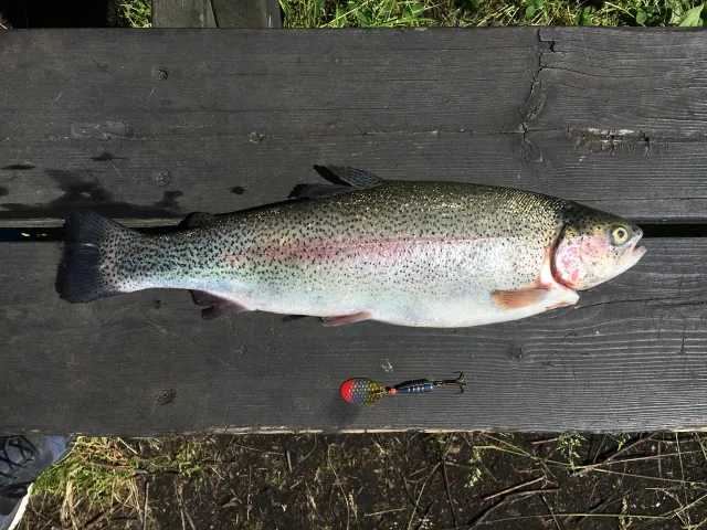 Regenbogenforelle