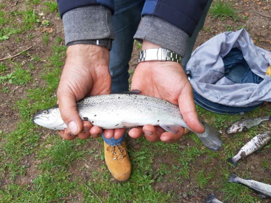 Regenbogenforelle