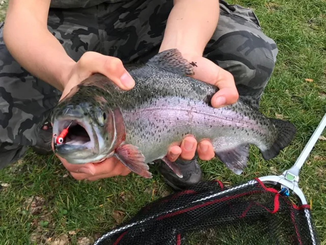 Regenbogenforelle