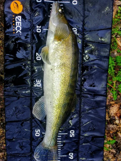Zander