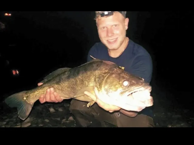 Zander