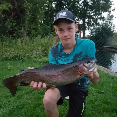 Regenbogenforelle