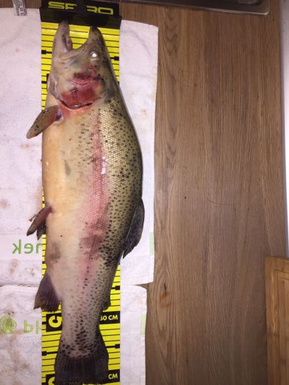 Regenbogenforelle