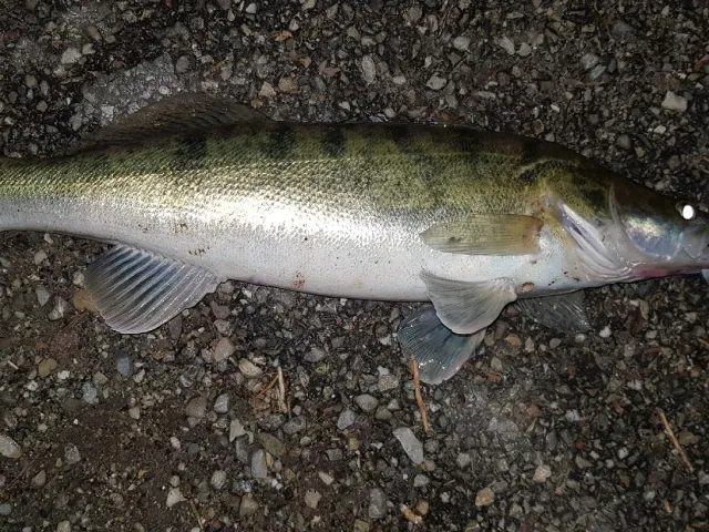 Zander