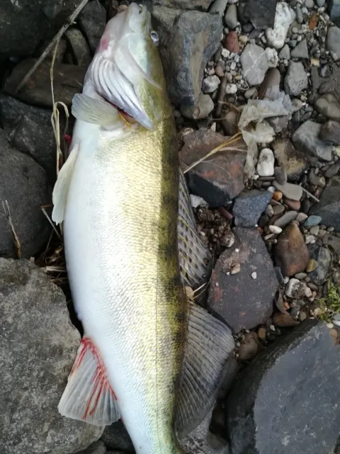 Zander