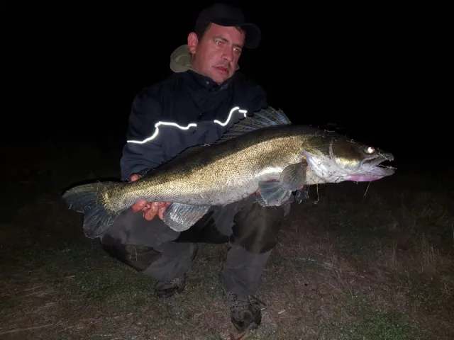 Zander