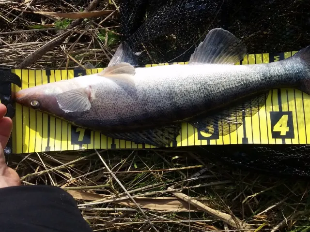 Zander
