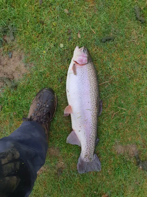 Regenbogenforelle