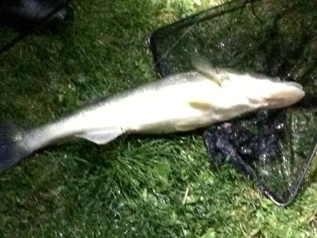 Zander