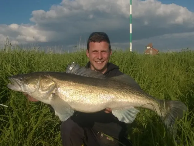 Zander