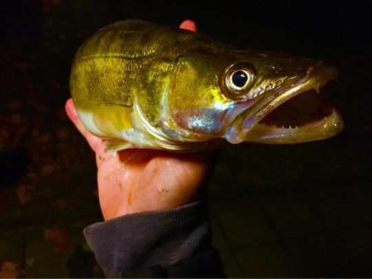 Zander