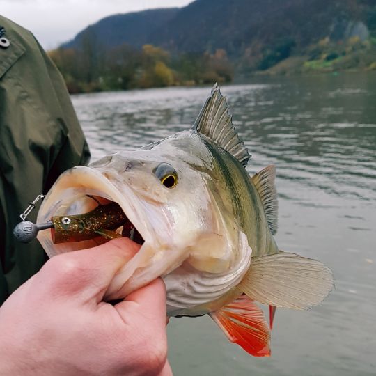 Flussbarsch