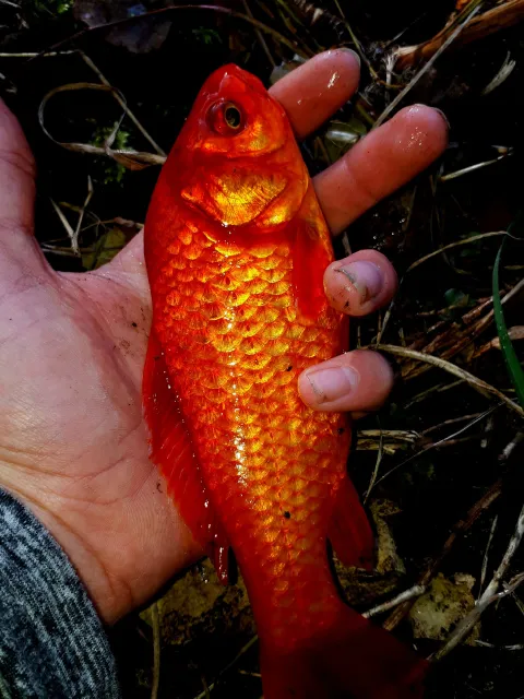 Goldfisch