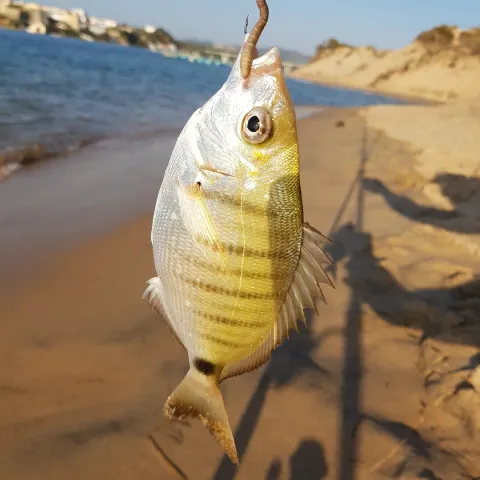 Dorade