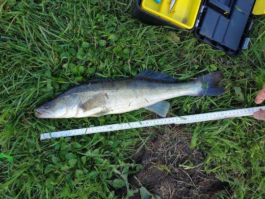 Zander