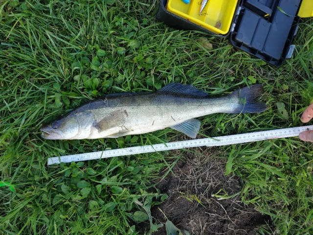 Zander