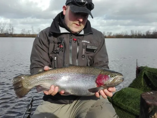 Regenbogenforelle
