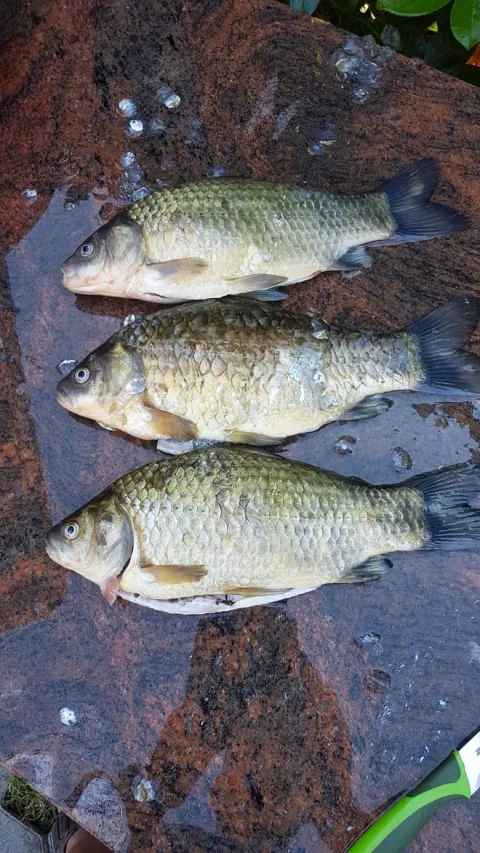 Giebel