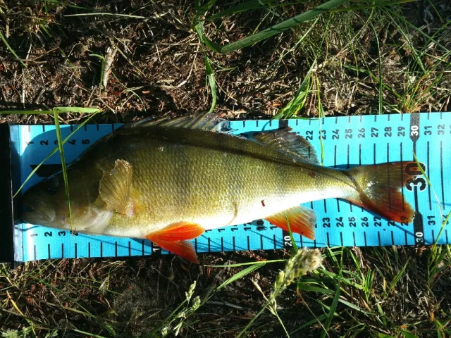 Flussbarsch
