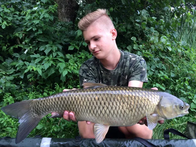 Graskarpfen