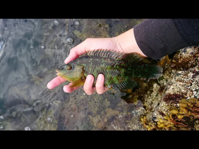 Lippfisch