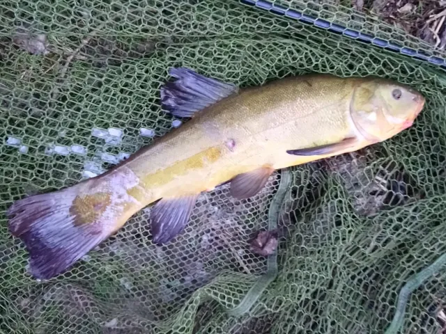 Schleie