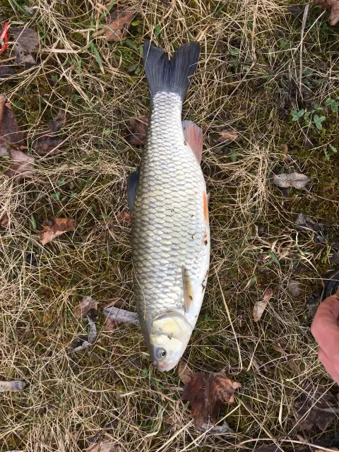 Döbel