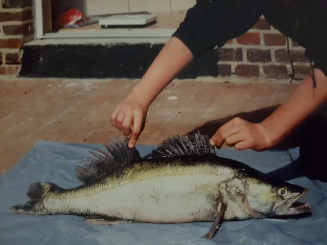 Zander