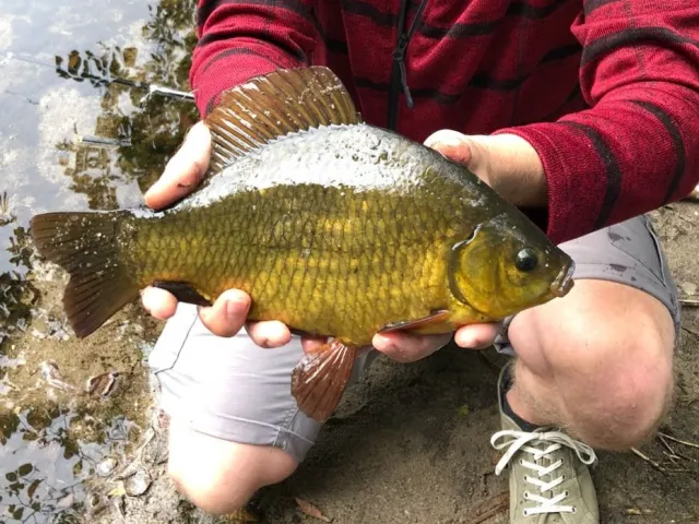 Karausche