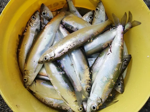 Hering