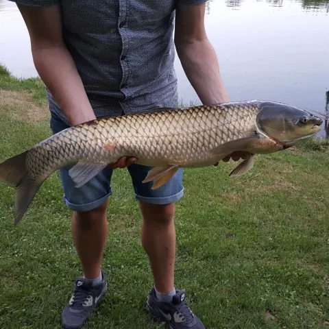 Graskarpfen