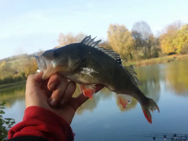 Flussbarsch